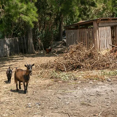 Arneiro 1 Villa Maçeira