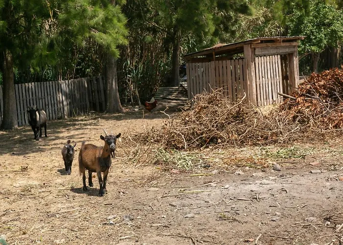 Arneiro 1 别墅 Maçeira